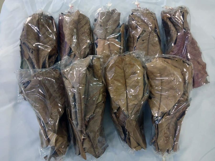 Buy Catappa leaves in Thailand