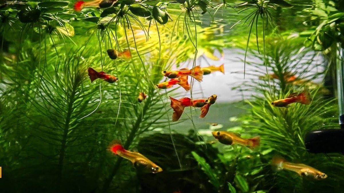 buy guppy in thailand