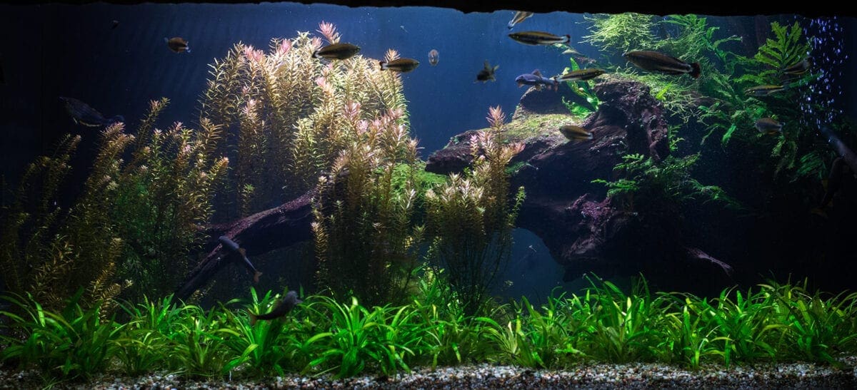Import / Export Water Aquarium Plants