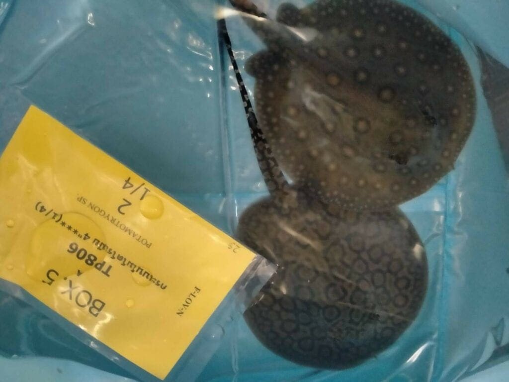 Import export freshwater stingray in Thailand