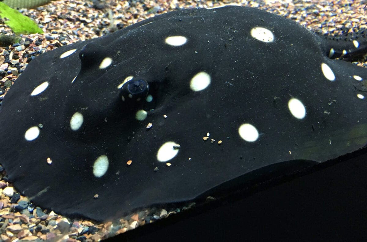 Import export freshwater stingray in Thailand