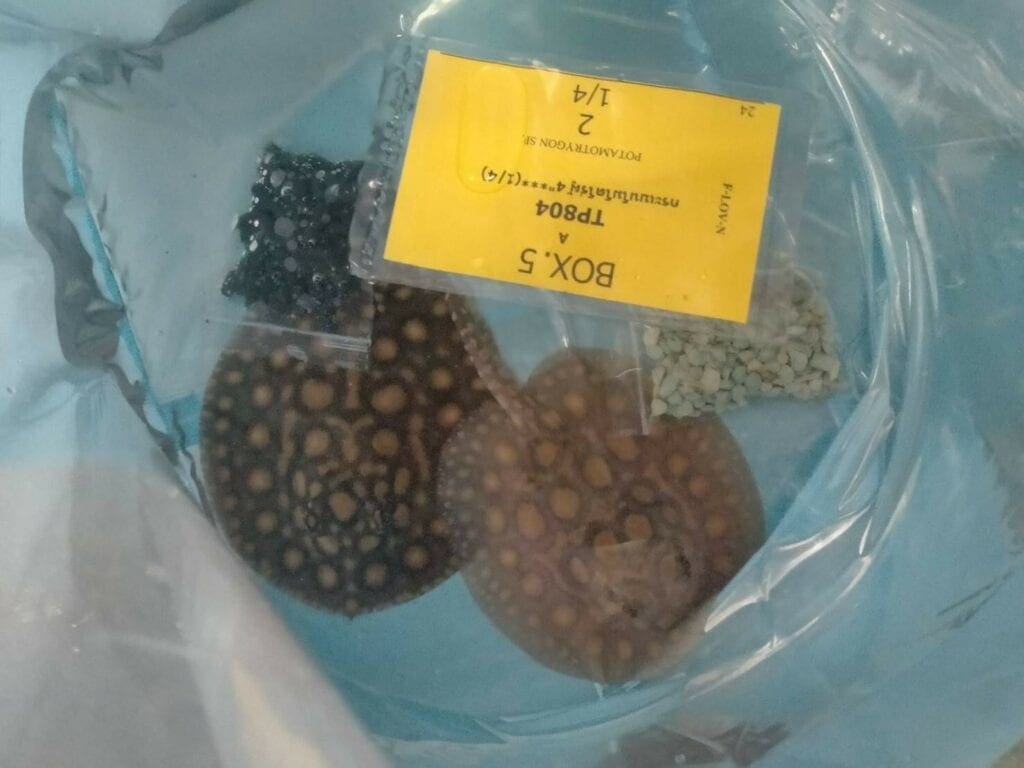 Import export freshwater stingray in Thailand