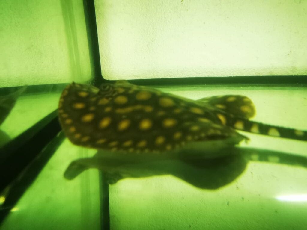 Import export freshwater stingray in Thailand