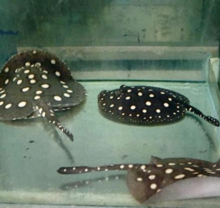 Import export freshwater stingray in Thailand