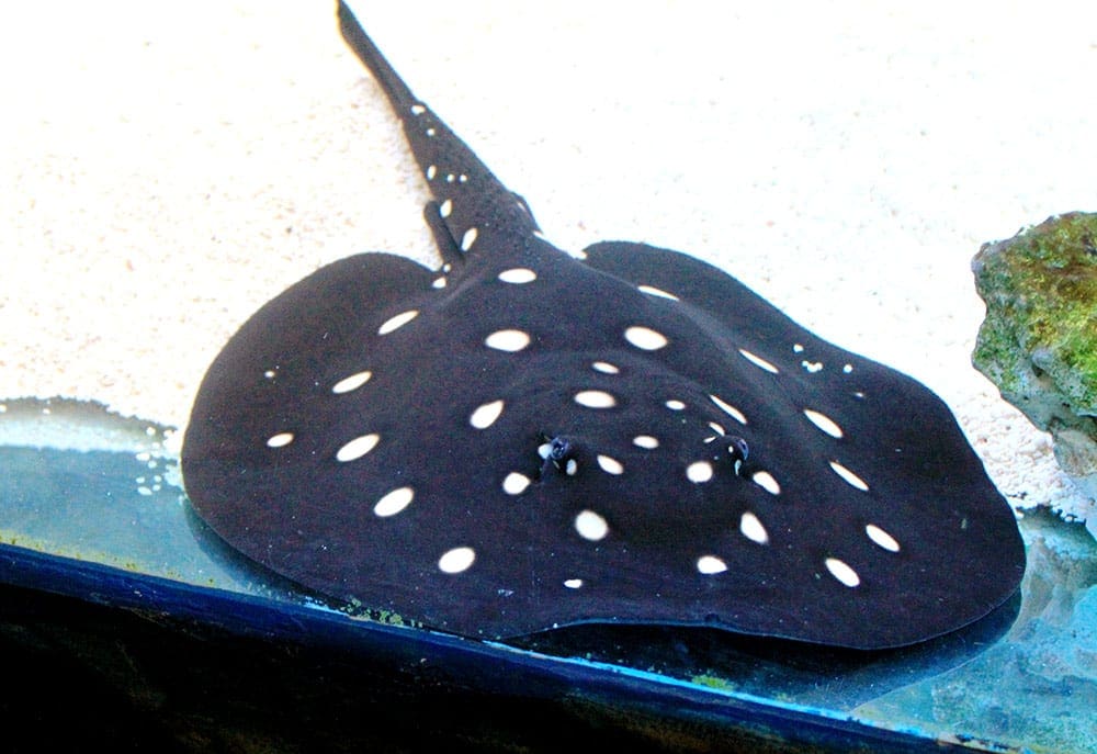 Import export freshwater stingray in Thailand