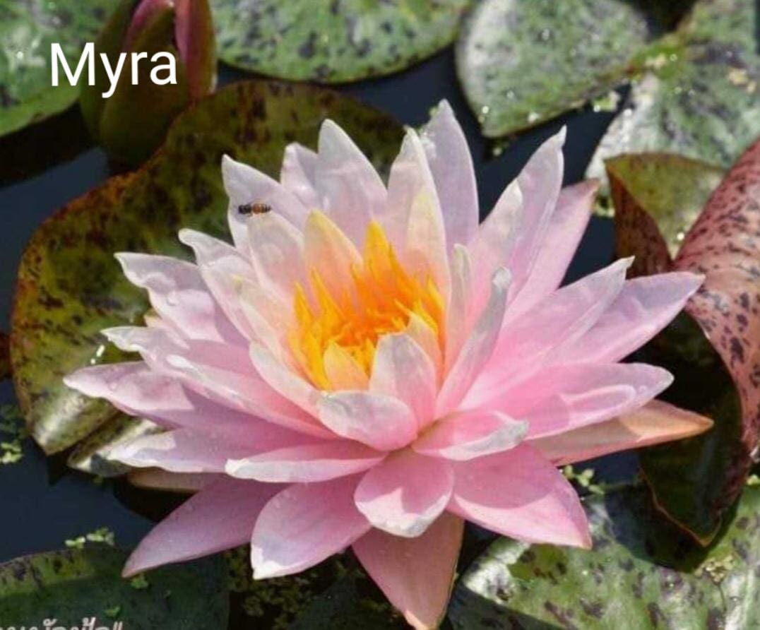 wholesale lotus water lily