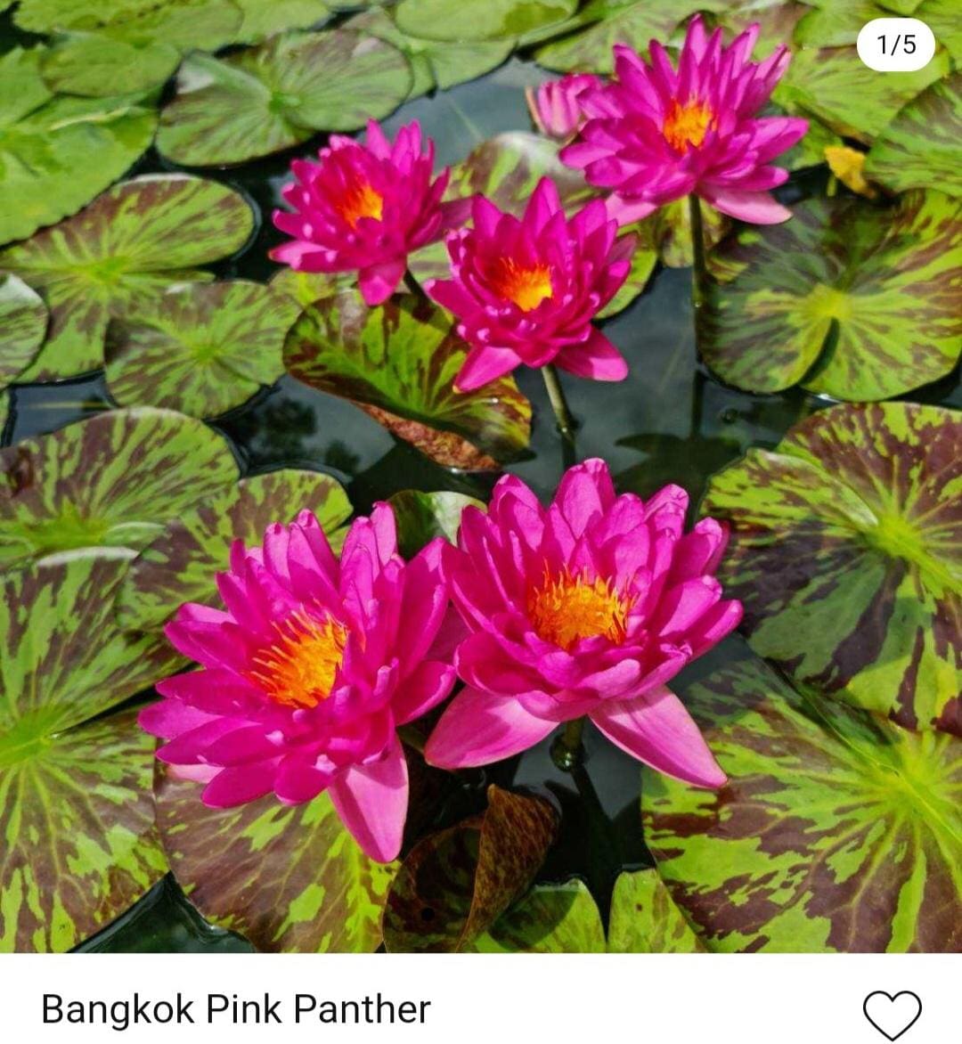 wholesale lotus water lily