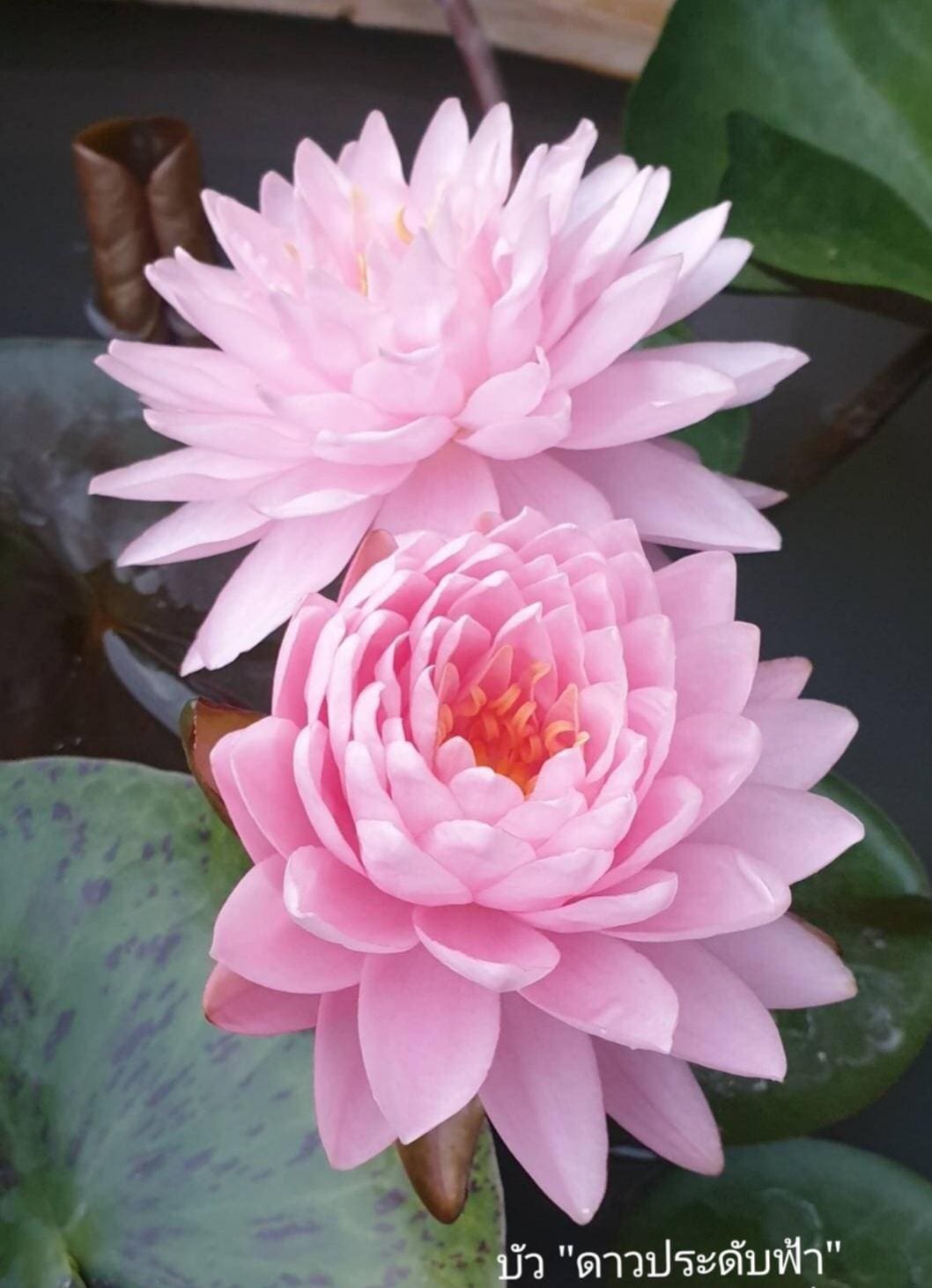 wholesale lotus water lily