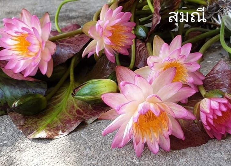 wholesale lotus water lily