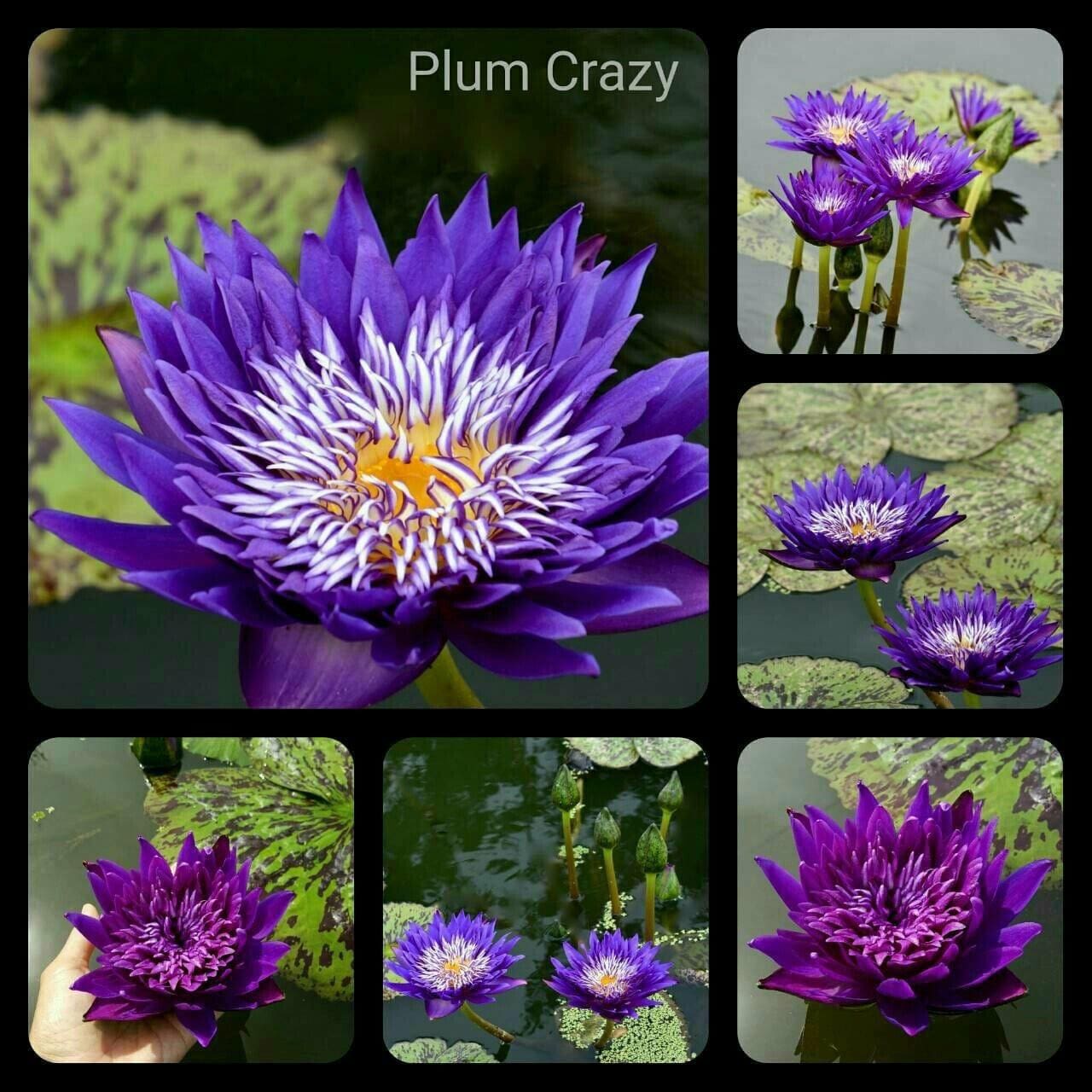 wholesale lotus water lily