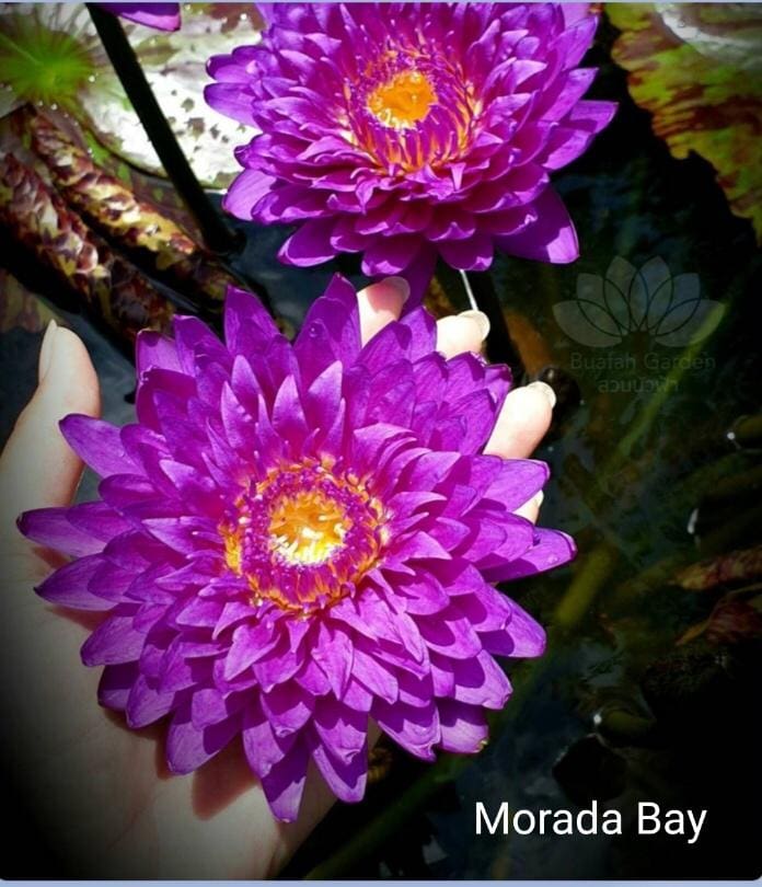 wholesale lotus water lily