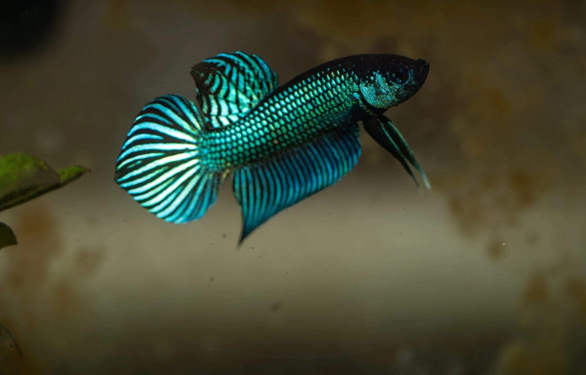 Betta mahachaiensis for sale