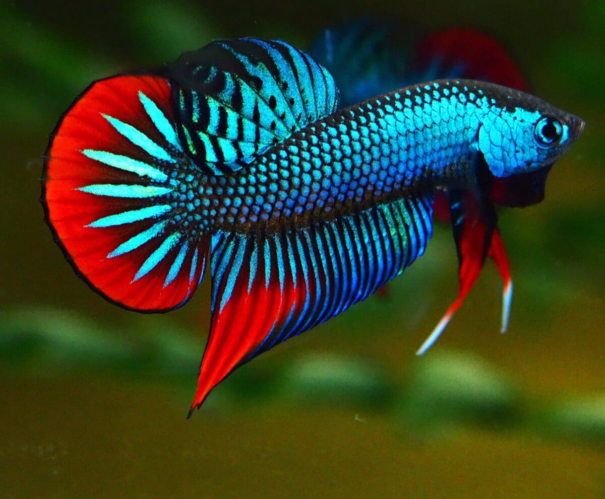 Betta imbellis for sale