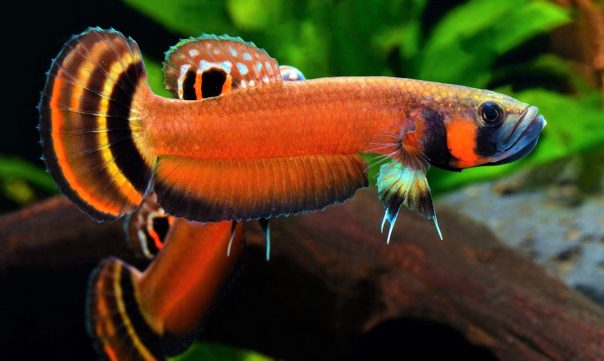 Betta Macrostoma for Sale Maipenrai Aquarium