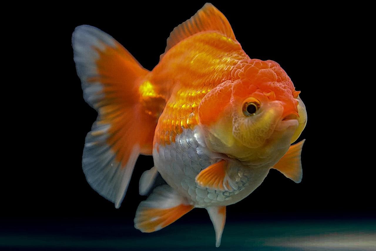 Orandea High Grade Oranda for sale in Thailand - Maipenrai Aquarium