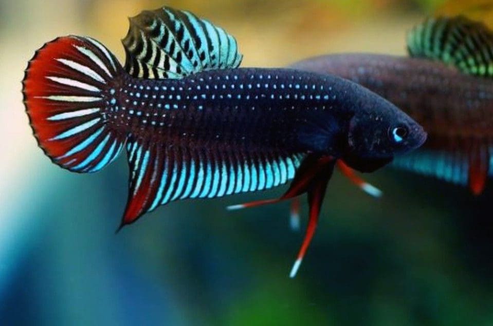 Betta Siamorientalis