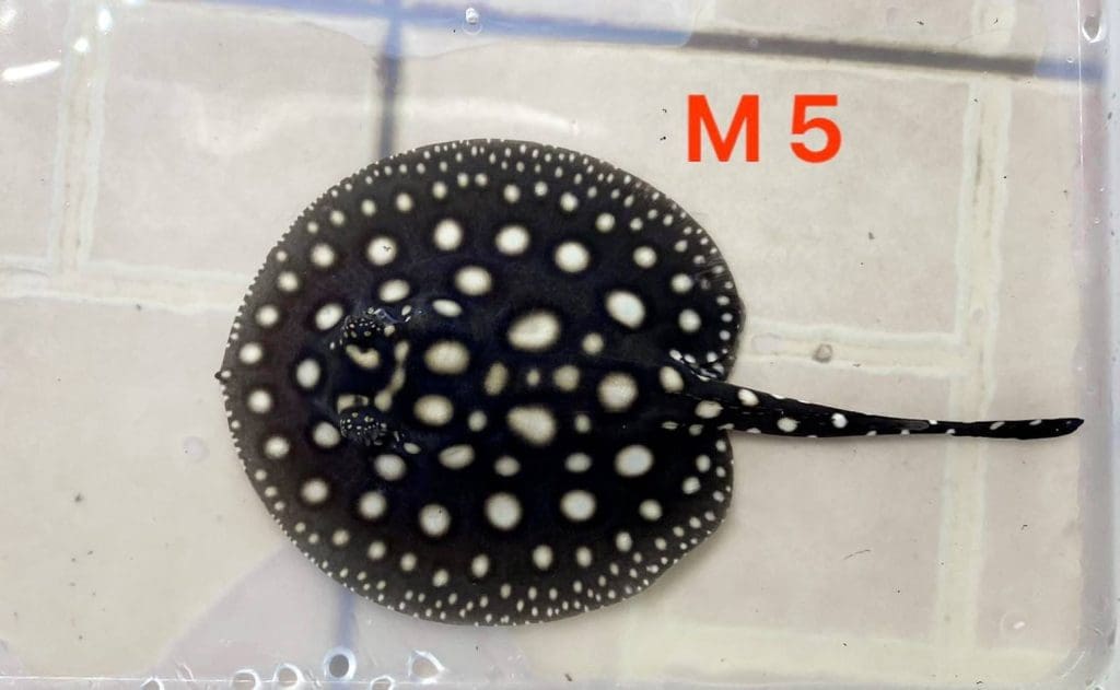 Freshwater stingray,Black Diamond