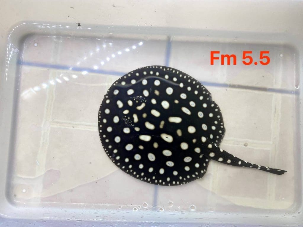 Freshwater stingray,Black Diamond