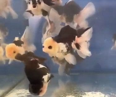 Oranda Panda