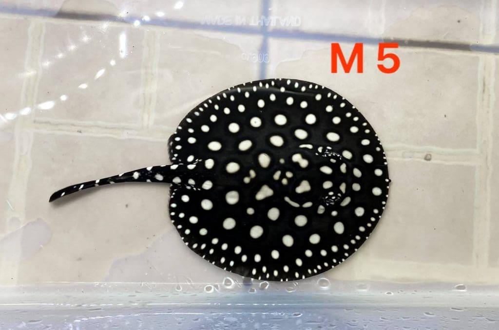 Freshwater stingray,Black Diamond