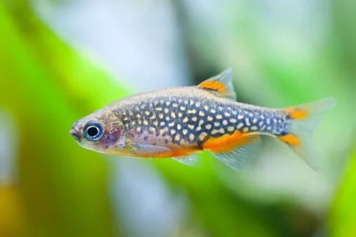 Danio margaritatus