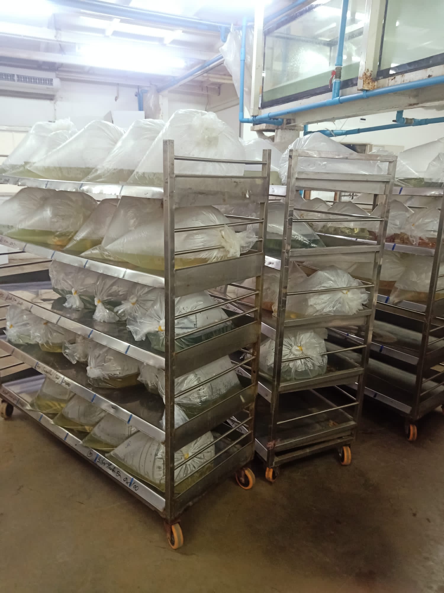 what-it-means-be-an-exporter-tropical-fish-maipenrai-aquarium