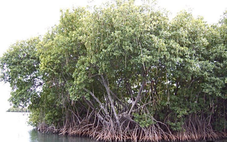 Mangrove trees - Brackish water