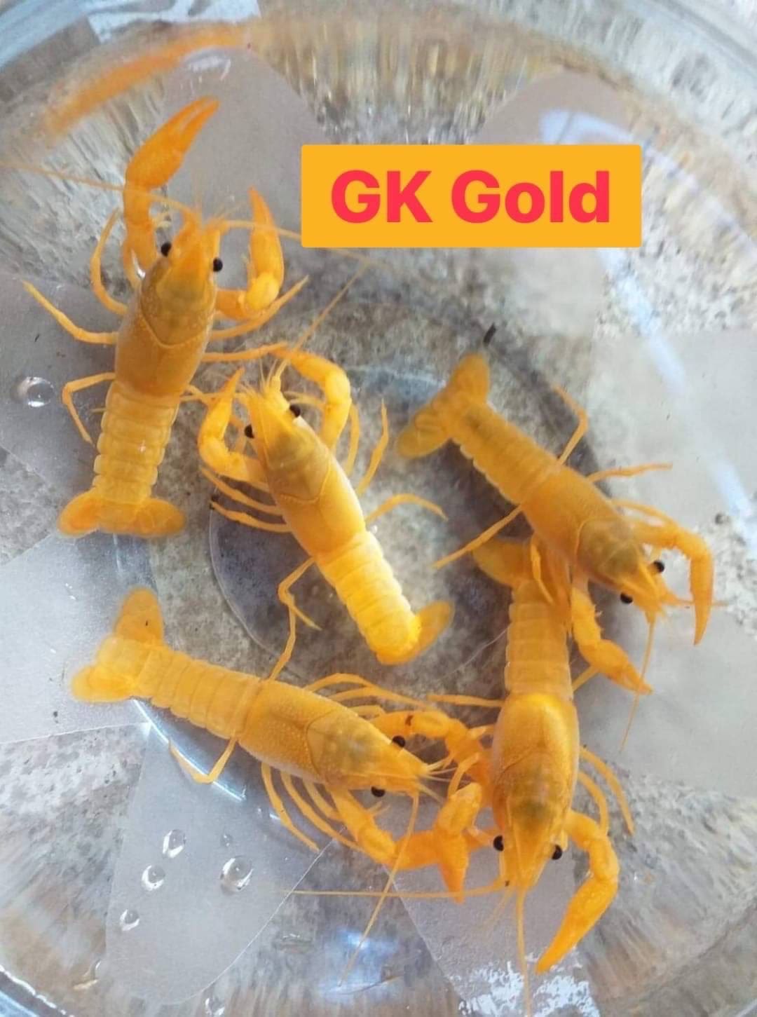 Crayfish Progambarus clarkii for sale in Thailand Maipenrai Aquarium