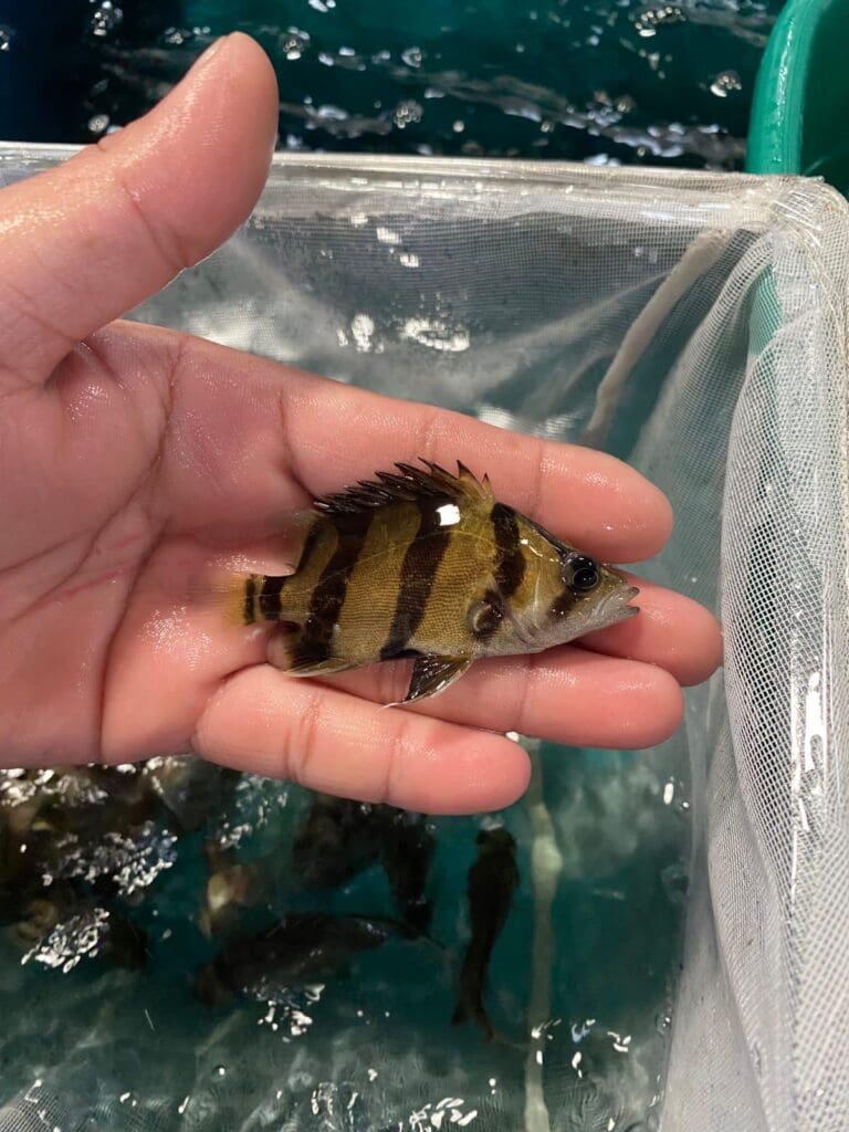 siamtigerfish1