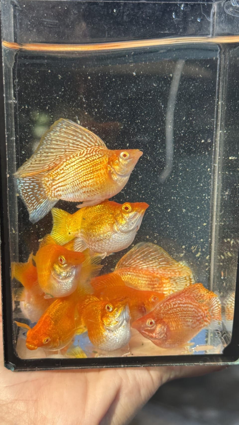 mollybaloontailyamabuki