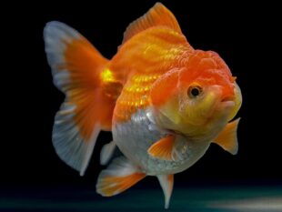 High grade oranda for sale in Thailand