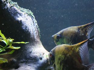 {{brizy_dc_image_alt entityId=