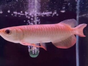 Asian Arowana