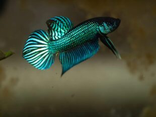 Betta mahachaiensis for sale