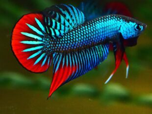 Betta imbellis for sale