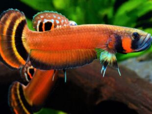 Betta Macrostoma for Sale