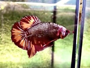 Betta Giant for sale in Thialand