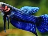 Betta hendra