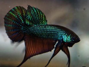 {{brizy_dc_image_alt entityId=