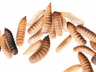 {{brizy_dc_image_alt entityId=