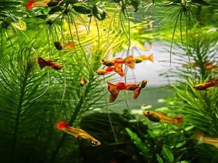 {{brizy_dc_image_alt entityId=