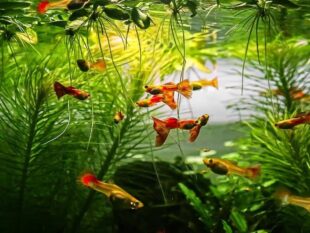 buy guppy in thailand