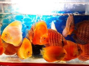 Discus