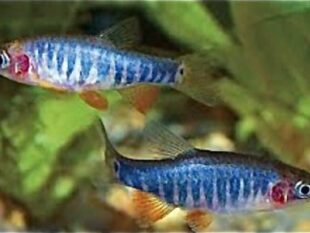 Dwarf Emerald rasbora