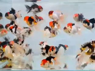 {{brizy_dc_image_alt entityId=