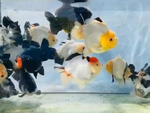 {{brizy_dc_image_alt entityId=