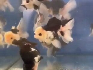 Oranda Panda