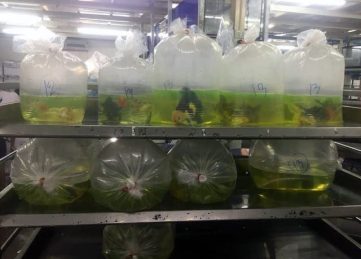 {{brizy_dc_image_alt imageSrc=