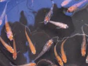 Medaka Fish