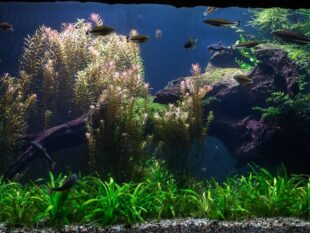 Import / Export Water Aquarium Plants